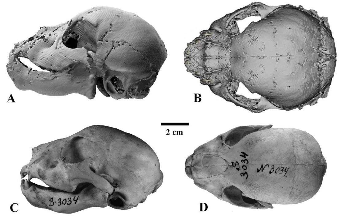 Los nuevos hallazgos de la momia revelan que los cachorros de dientes de sable diferían drásticamente de los cachorros de león modernos de una edad similar. La imagen de arriba resalta las diferencias en los cráneos de los Homotherium latidens (A, B) y Panthera leo (C, D) momificados a las tres semanas de edad. Crédito: cortesía del profesor Alexey V. Lopatin.