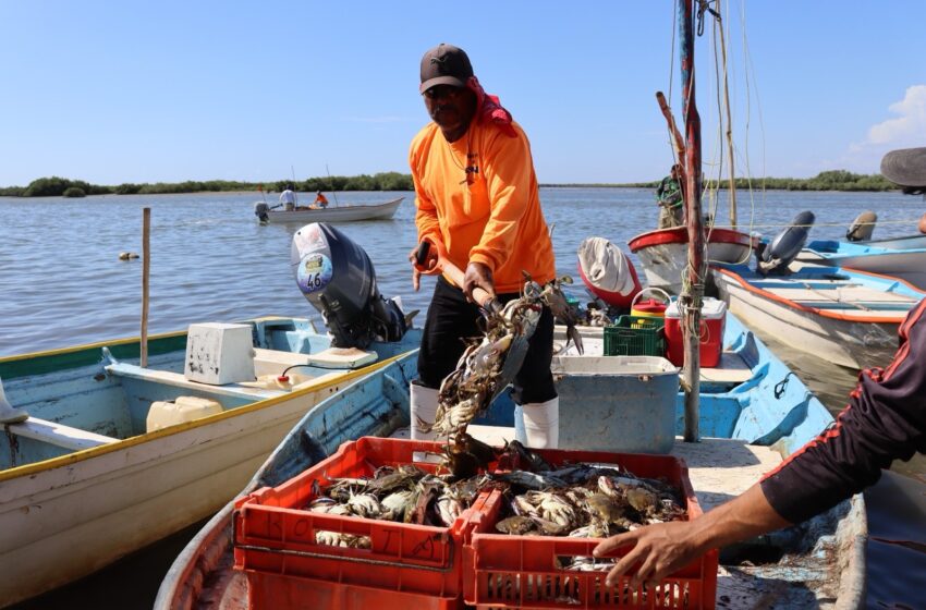  Anuncia Secretaría de Pesca nuevo censo pesquero para el padrón del Bienpesca.