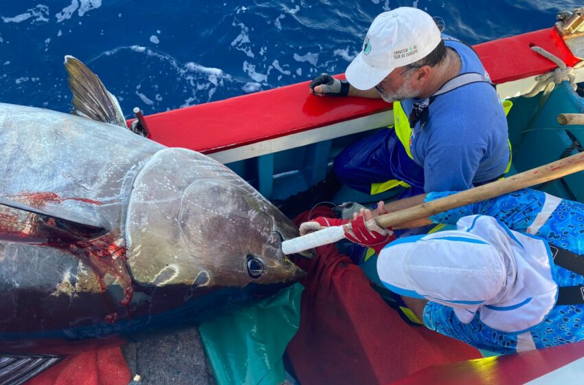  Islas Canarias Lucha Con La Gestión De Pesca De Atún Rojo: 538 Toneladas En Disputa