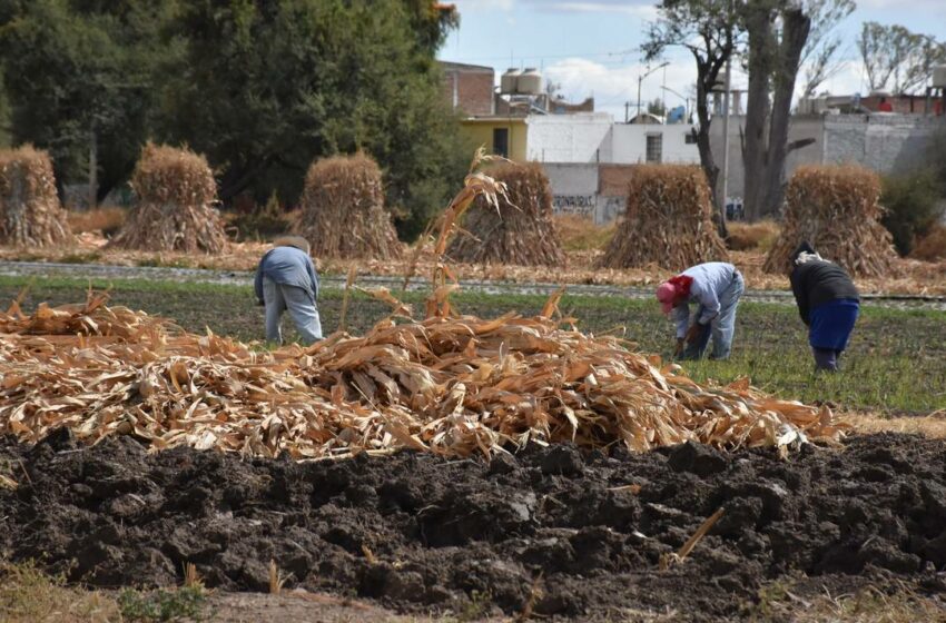  Clúster de Alimentos de Guanajuato pone piso parejo para implementar cultura de inocuidad