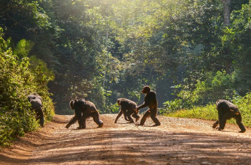  La evolución de la postura erguida en los mamíferos se revela gracias a un estudio de Harvard