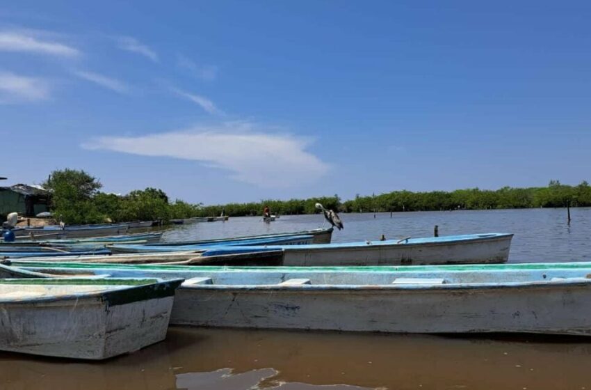  2024, un año negativo para el camarón de estero; el 80 % de los pescadores cambia de actividad