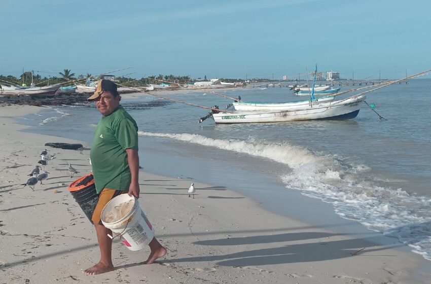  Piden ampliar la pulpeada, en Progreso – Diario de Yucatán