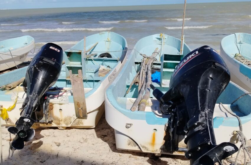  Ribereños abandonan la captura de pulpo en Progreso por pagos muy bajos – Diario de Yucatán