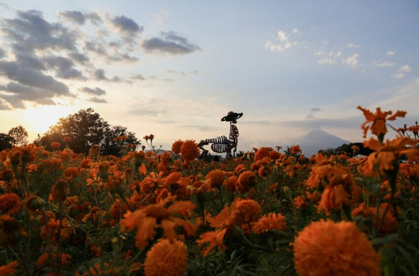  Cempasúchil en disputa: la flor de los muertos mexicana en manos del mercado chino