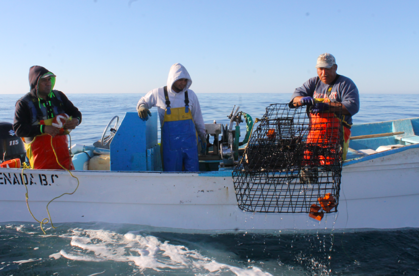  Las olas de calor marinas impactan gravemente a las pesquerías locales de Baja California