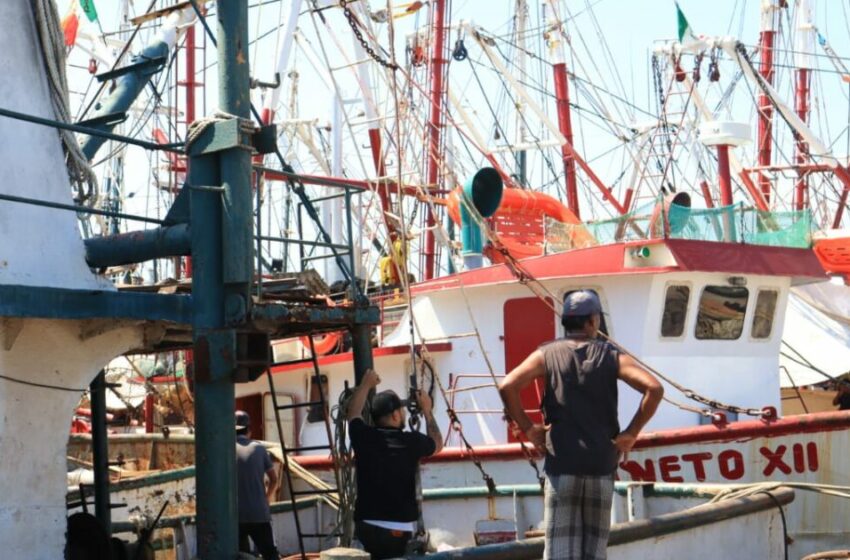  Sin incidentes la captura de camarón en altamar; Capitanía de Puerto Mazatlán no ha …