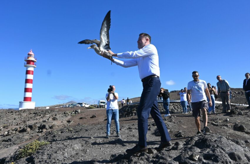  Medio Ambiente suelta en el Faro de Sardina una treintena de pardelas rescatadas