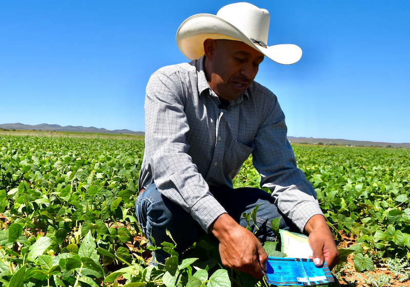  Crean productora de semillas para apoyar a los agricultores – La Capital