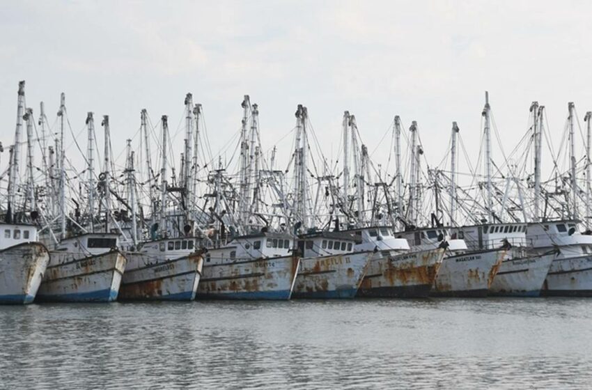  La 4T acabó con la pesca en Sinaloa: se acabaron los apoyos y bajó la producción