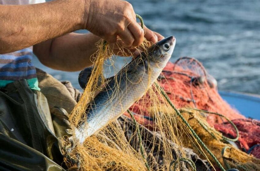  Entregan apoyos y equipos a pescadores de Los Cabos – El Sudcaliforniano