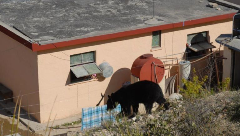  VIDEO: Captan a oso atacando a una mujer en restaurante de NL – Expreso.press