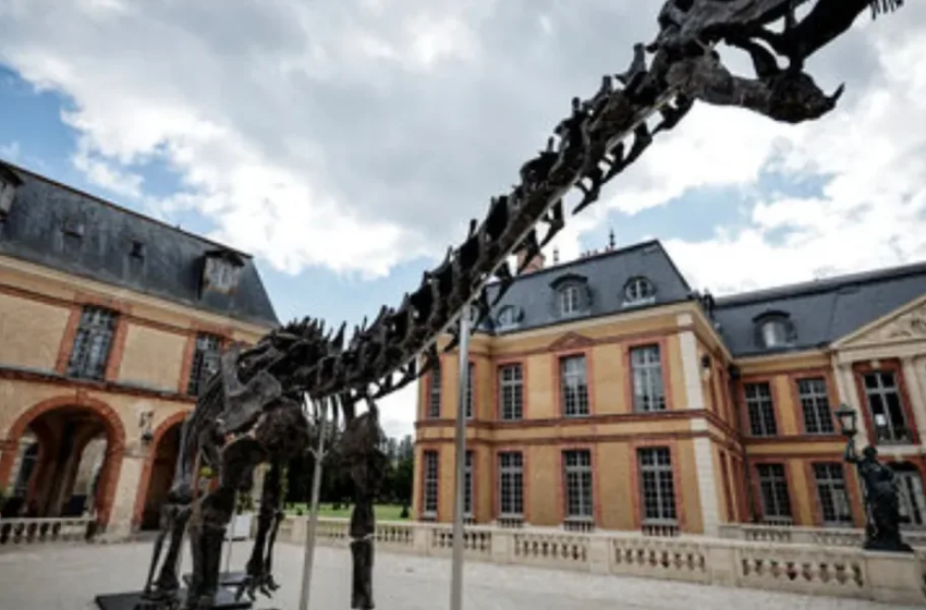  Subastaron el esqueleto del dinosaurio apatosaurio vegetariano en Francia