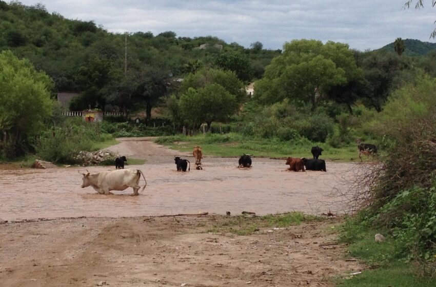  Llaman en Sonora a implementar protocolos en ganado por bajas temperaturas