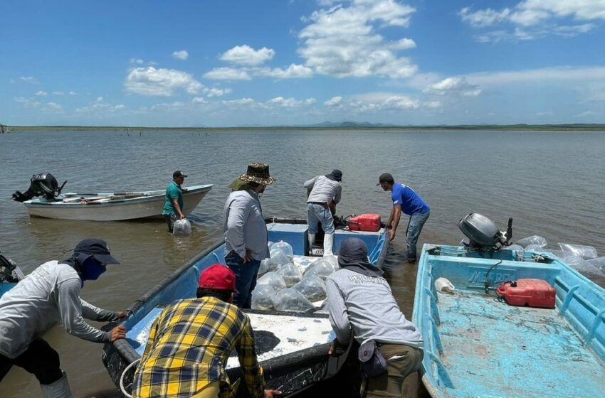  Dejarán de dar apoyo en efectivo a pescadores de Sinaloa – Quadratín