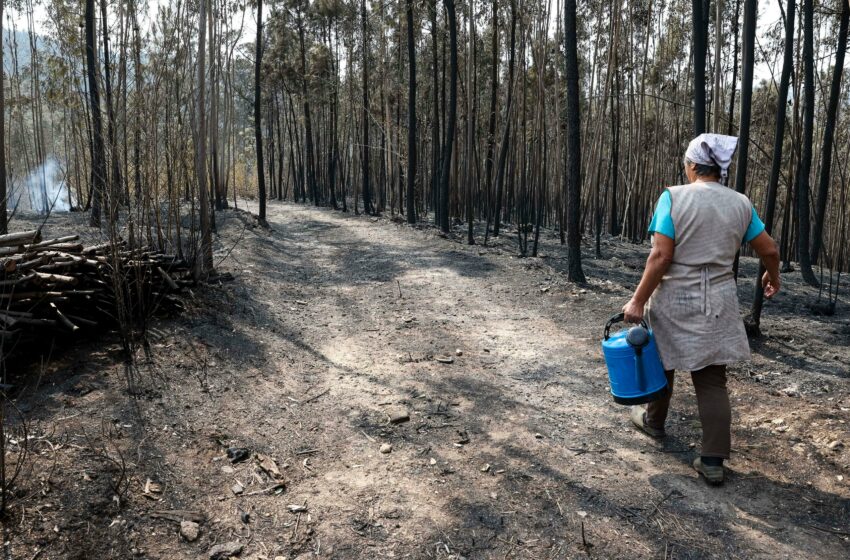  Incendios, huracanes y el «impacto psicológico» de superar la barrera de 1,5 grados: 2024, el año más cálido