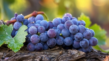 Con menor superficie y producción, el Cabernet Franc en Argentina logró mayor atención por su frescura y textura fluida (Imagen Ilustrativa Infobae)