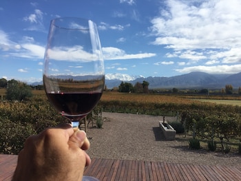 Los vinos de Cabernet Franc combinan frescura, taninos incipientes y notas herbales, mostrando texturas y un carácter frutal equilibrado