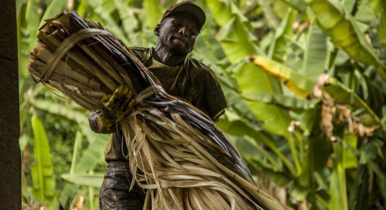 Un trabajador en una plantación en Ecuador.