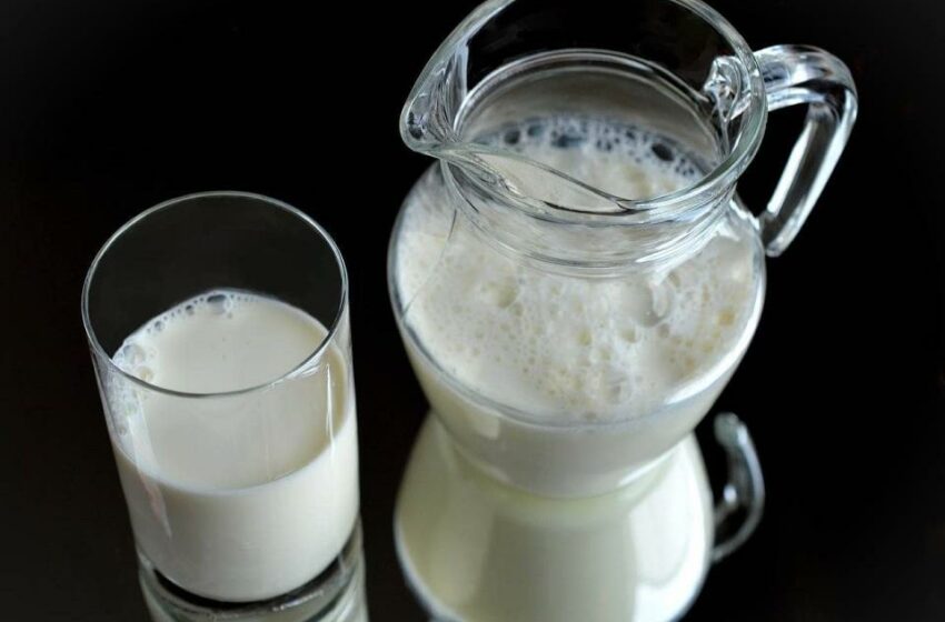  ¿Quiénes no deben consumir leche de vaca?; conoce la razón – El Porvenir