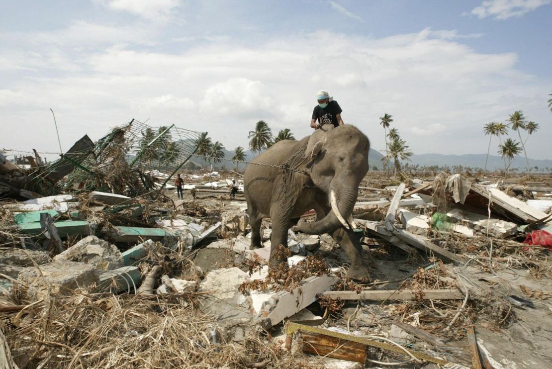 Un elefante, guiado por su mahout, retira escombros cerca de la costa en Banda Aceh, Indonesia.