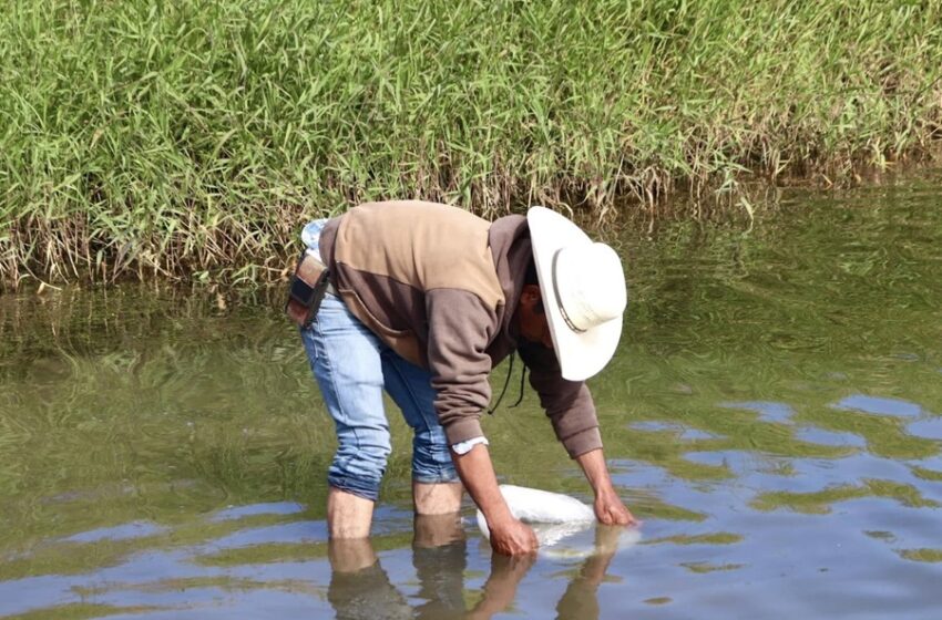  Siembra Sefader 30 mil alevines de tilapia en presa Los Cardones de San José del Progreso