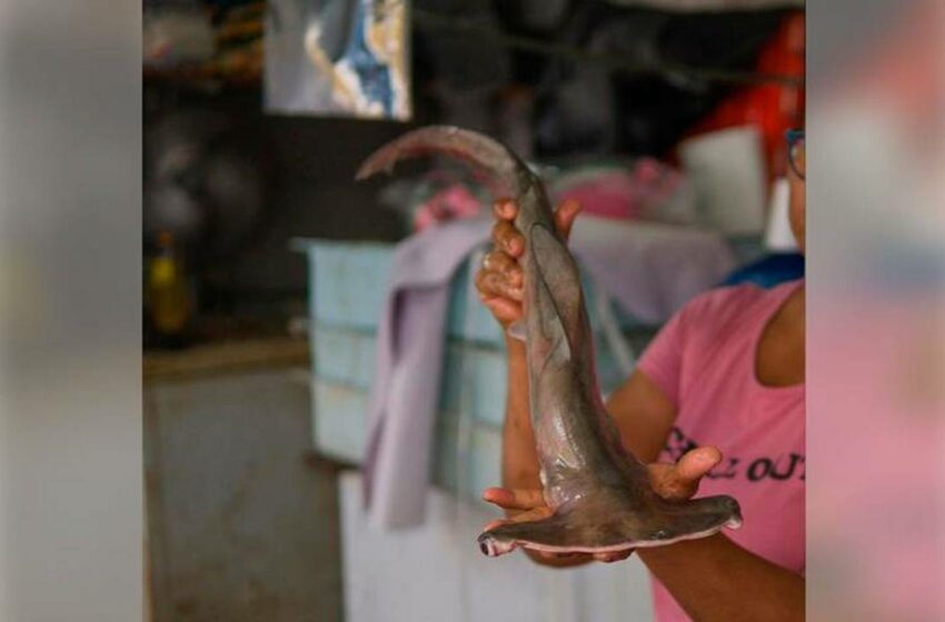  Oceana alerta por la venta de bacalao falso en época decembrina – La Prensa