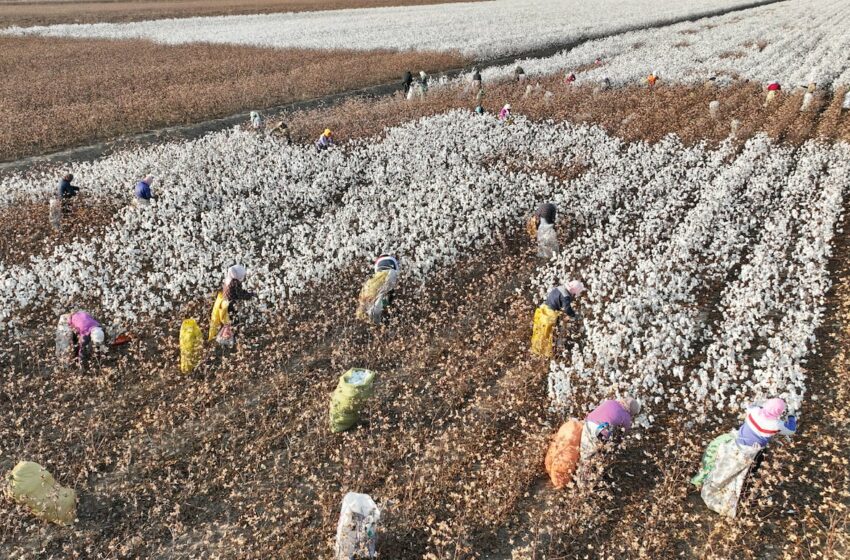  Cumbre de Riad: la degradación de las tierras amplía los riesgos para las empresas