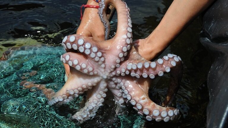  Pulpo alcanzó precio récord en Yucatán – Reporteros Hoy