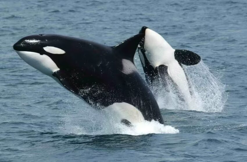  Activistas Demandan al Gobierno de EE UU tras Hallazgo de Orcas Muertas en Redes de Pesca