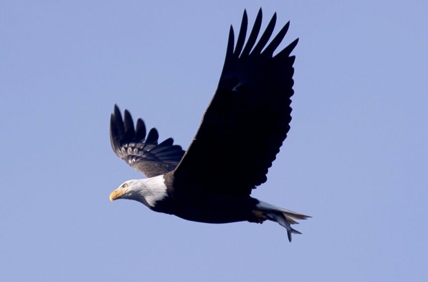  El águila calva es oficialmente designada como el ave nacional de Estados Unidos – EFE