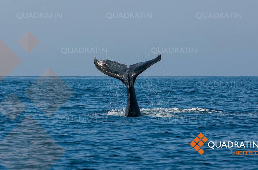  Carece Acapulco de solicitudes de avistamiento de ballenas: Semarnat – Quadratín Guerrero