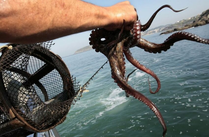  Mal Tiempo Deja a la Temporada de Pulpo en Yucatán Muy por Debajo de la Meta