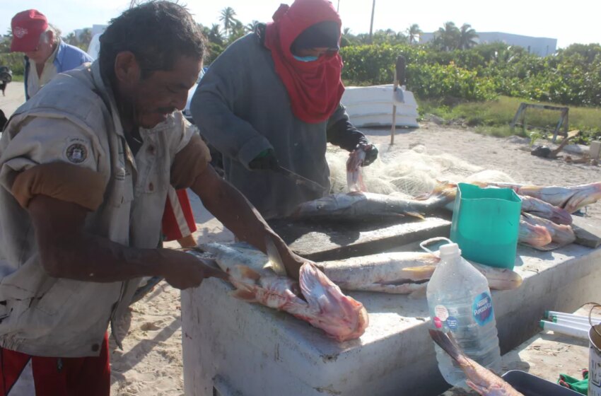  Pescadores de Progreso abandonan la captura de pulpo pese a la extensión de la temporada