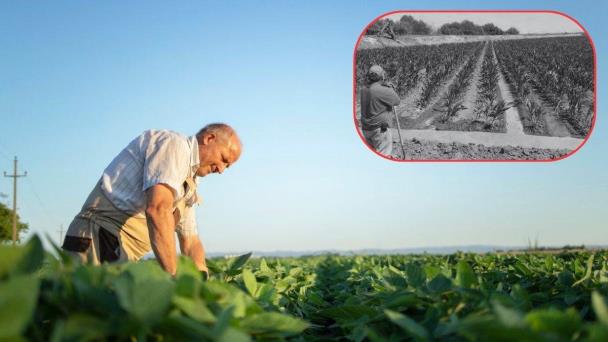  En Sonora, los productores pierden el interés en cultivos de bajo consumo de agua