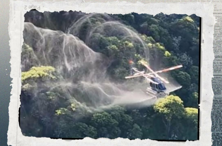  Golpean al narco en Sinaloa, Chihuahua y Durango: destruyen extensos plantíos de mariguana