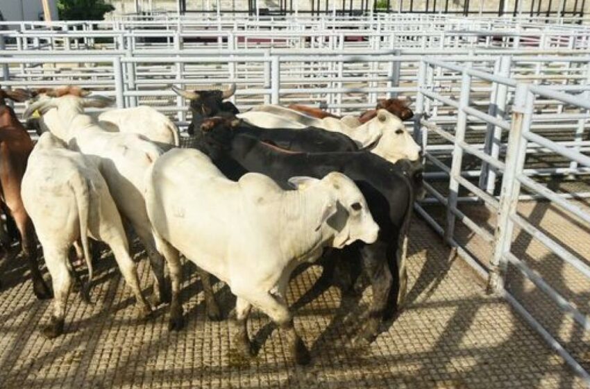  Activan medidas para proteger a la ganadería de gusano barrenador – Amexi