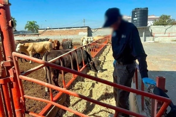  Aseguran ganado en Sonora por sospecha de clembuterol – El Diario de Juárez