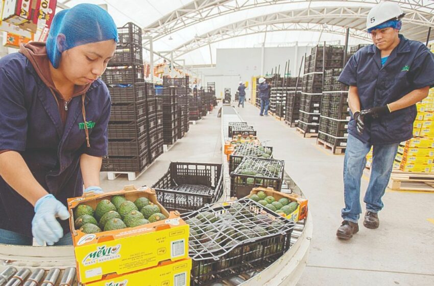  Alimentos mexicanos 'conquistan el mundo'; exportaciones suben 5% – EL HORIZONTE