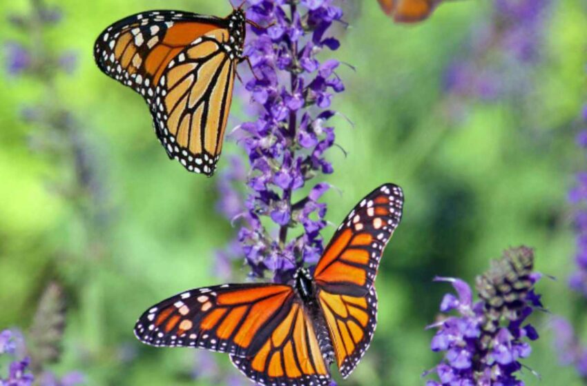  Estados Unidos propone iniciativa para proteger a la a la mariposa monarca