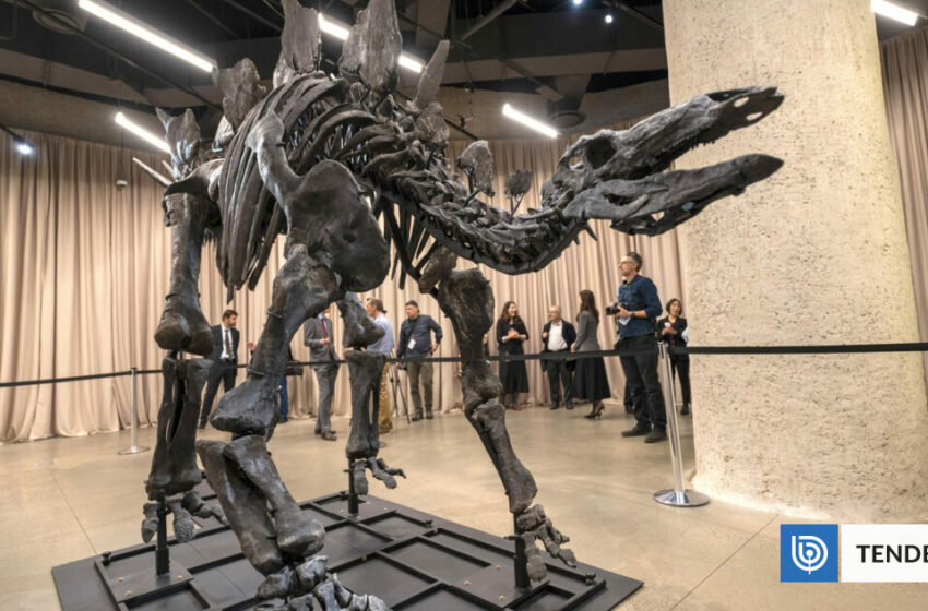  El Museo de Historia Natural de Nueva York suma un nuevo ejemplar: el fósil de dinosaurio más caro