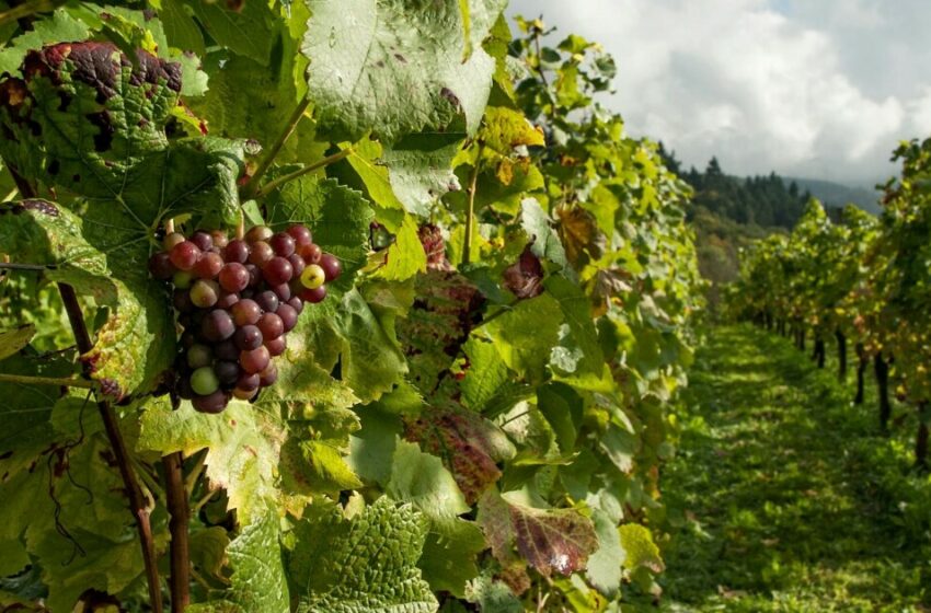  Uvas para Año Nuevo: estos son los principales productores en México