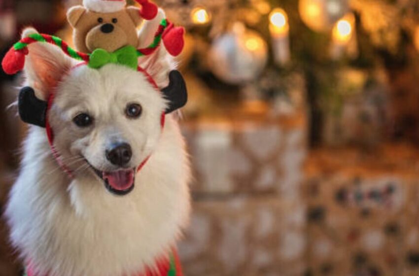  Integrar a las mascotas en las festividades – Vértigo Político