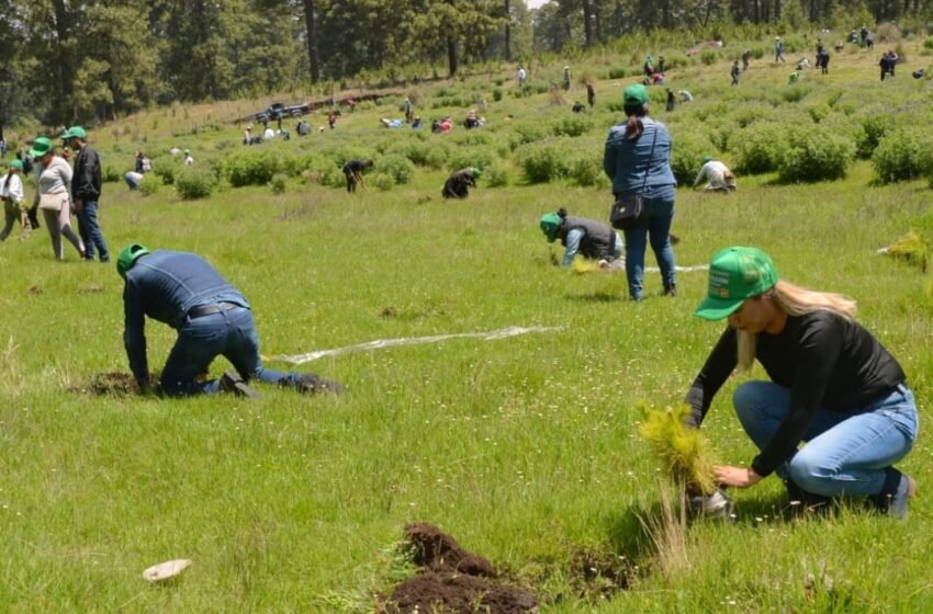  Restaura Secretaría del Medio Ambiente más de 250 hectáreas para revertir la … – Portal Diario