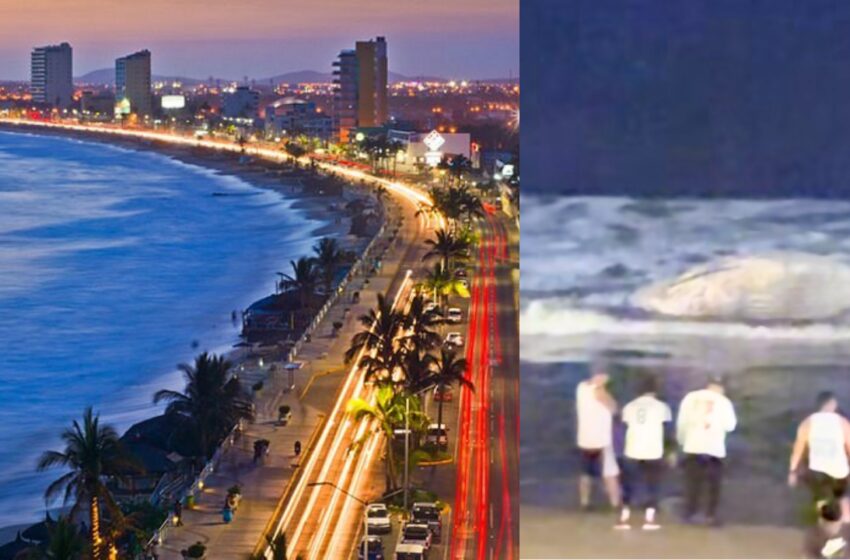  Ballena fue hallada muerta con redes de pescadores frente al malecón de Mazatlán | VIDEO