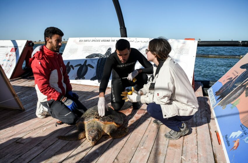  Hospital flotante en Kerkennah: esperanza para las tortugas marinas en Túnez