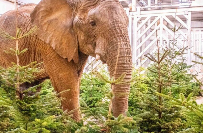  Árboles navideños reciclados transforman el hábitat de los animales en un zoológico de Inglaterra