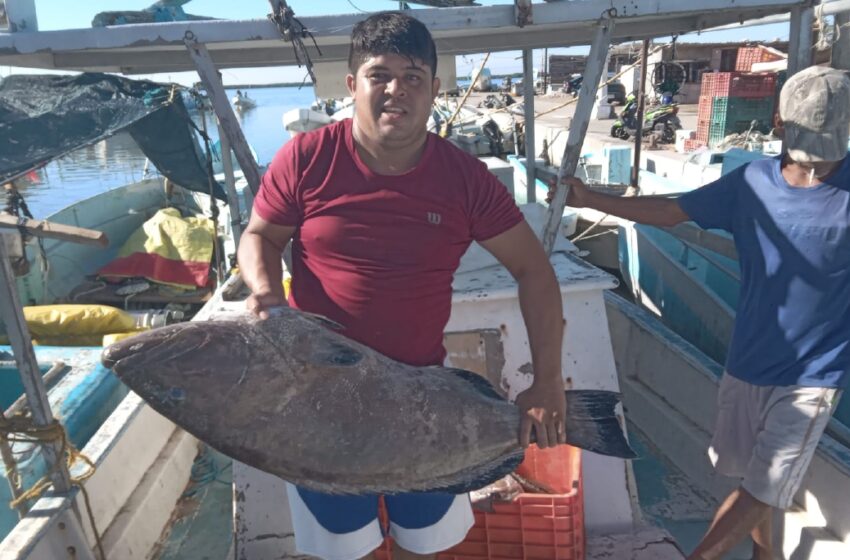  Crisis pesquera en Yucatán: clima y pesca furtiva, entre las causas