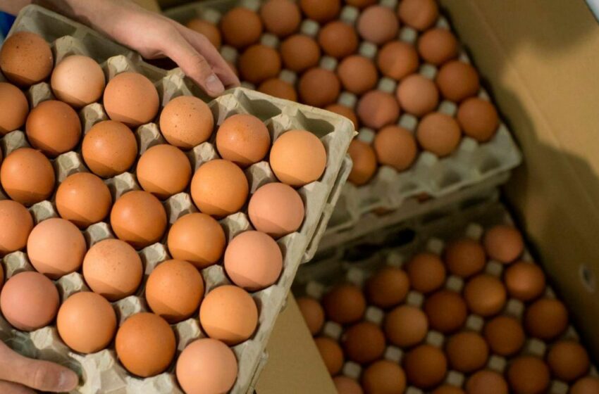  Retiran huevos del mercado por contaminación con Salmonella – INFO7