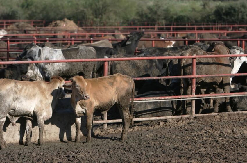  Sonora prepara inspección para reanudar exportación de ganado a Estados Unidos